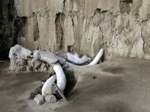 Ilmuwan Temukan Perangkap Mammoth Berusia 15 Ribu Tahun