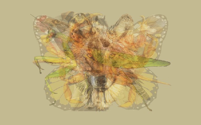 Seperti apa kepribadian kamu yang paling menonjol di antara sifat lainnya? Kamu bisa cari tahu dengan melihat ilustrasi abstrak ini. Gambar hewan yang paling jelas terlihat, akan ungkap sifat asli kamu. Siap-siap diperhatikan, ya! Foto: Dok. The Arctic Fox