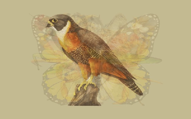 Jika elang yang paling jelas terlihat, menandakan karakter kamu yang selalu fokus dan bersemangat menggapai tujuan. Kamu hampir tidak pernah goyah dengan keputusan yang telah dibuat. Sekali menentukan tujuan maka akan sulit bagi orang lain untuk mengubah pendirianmu. Foto: Dok. The Arctic Fox