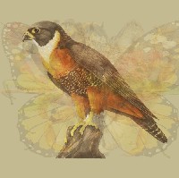 Jika elang yang paling jelas terlihat, menandakan karakter kamu yang selalu fokus dan bersemangat menggapai tujuan. Kamu hampir tidak pernah goyah dengan keputusan yang telah dibuat. Sekali menentukan tujuan maka akan sulit bagi orang lain untuk mengubah pendirianmu. Foto: Dok. The Arctic Fox