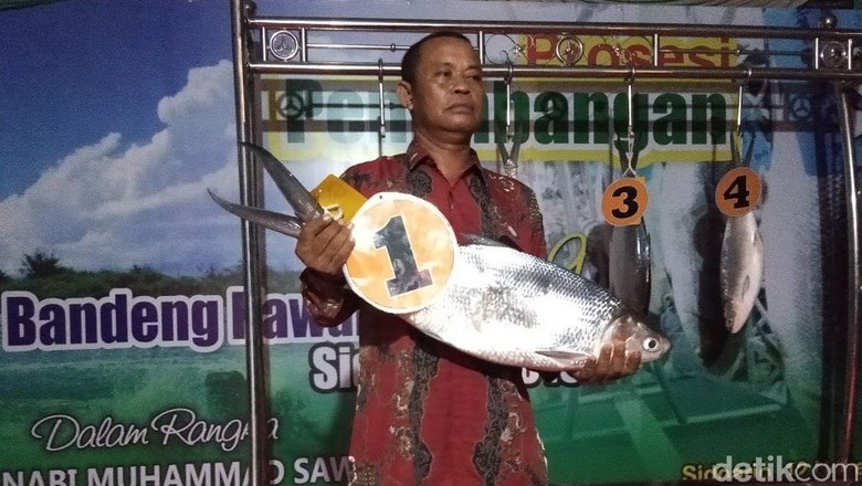 Bandeng 7,66 Kg Juarai Festival Perayaan Maulid Nabi di Sidoarjo Bandeng 7,66 Kg Juarai Festival Perayaan Maulid Nabi di Sidoarjo