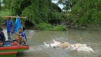 Ribuan babi yang mati tersebut di  11 kabupaten/kota di Sumatera Utara.