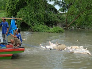 Bola Salju Kasus Bangkai Babi di Medan