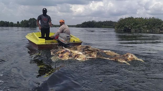 Kementan Ungkap Babi di Sumut Terjangkit Demam Babi Afrika