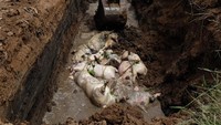 Petugas menggunakan alat berat memasukkan bangkai babi ke lubang saat dikuburkan di tepi Sungai Bederah, Kelurahan Terjun, Medan, Sumatera Utara, Selasa (12/11/2019).