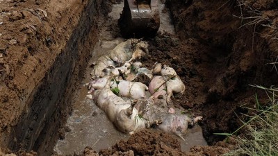 Ratusan Bangkai Babi yang Terjangkit Demam Afrika Dikubur Massal