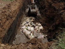 Kilas Balik Ancaman Tak Terlihat Flu Babi Afrika di Sumut