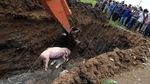 Ratusan Bangkai Babi yang Terjangkit Demam Afrika Dikubur Massal