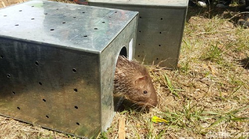 Puluhan Ekor Landak Jawa Dilepasliarkan di Gunung Merbabu