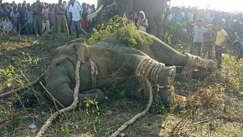 Gajah Osama Bin Laden Ditangkap setelah Tewaskan 5 Orang Gajah Osama Bin Laden Ditangkap setelah Tewaskan 5 Orang