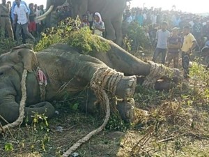 Gajah Osama Bin Laden Ditangkap setelah Tewaskan 5 Orang