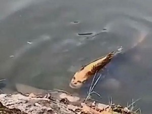 Heboh Penemuan Ikan Berwajah Manusia