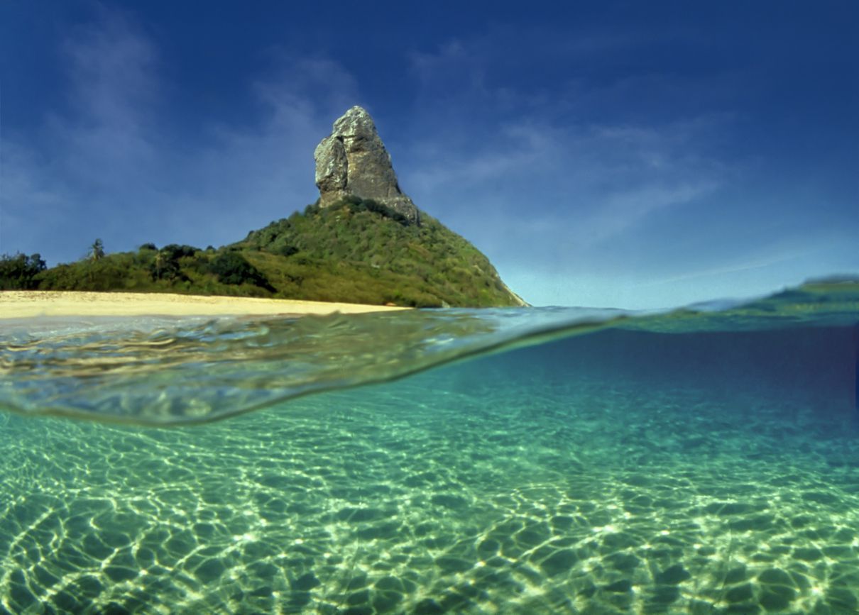 Sea turtle swimming in the sea of Fernando de Noronha, on the Brazilian coast, in an area of environmental protection.