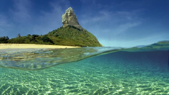 Sea turtle swimming in the sea of Fernando de Noronha, on the Brazilian coast, in an area of environmental protection.