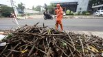 Pohon di Kemang ini Menunggu Giliran Ditebang