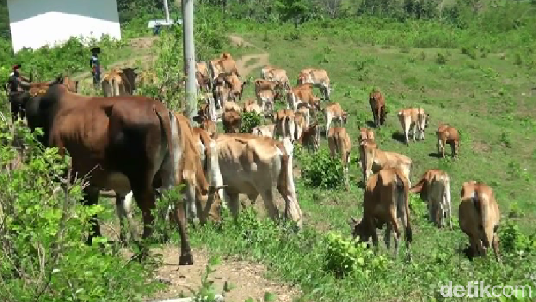 Jabres, Sapi dari Brebes yang Punya Kemampuan Adaptasi Tinggi Jabres, Sapi dari Brebes yang Punya Kemampuan Adaptasi Tinggi