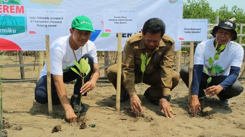 Pertamina Ajak Generasi Muda Tanam Mangrove di Pantai Banten Pertamina Ajak Generasi Muda Tanam Mangrove di Pantai Banten