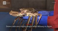 Ini Kepiting Jepang Termahal yang Harganya Setara Mobil Mewah!