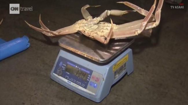 Kepiting Jepang Mewah Seharga Mobil hingga Pola Makan Sehat Rasulullah