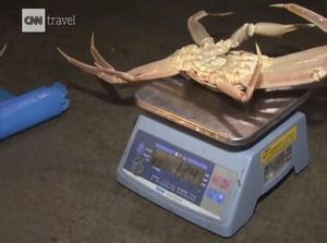 Kepiting Jepang Mewah Seharga Mobil hingga Pola Makan Sehat Rasulullah