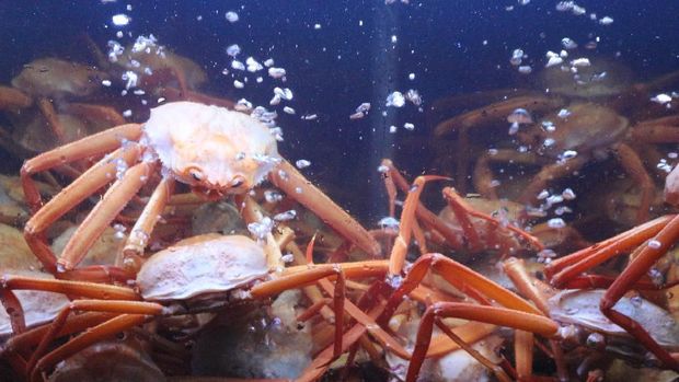 Mengenal Habitat Kepiting Jepang yang Seharga Mobil Mewah