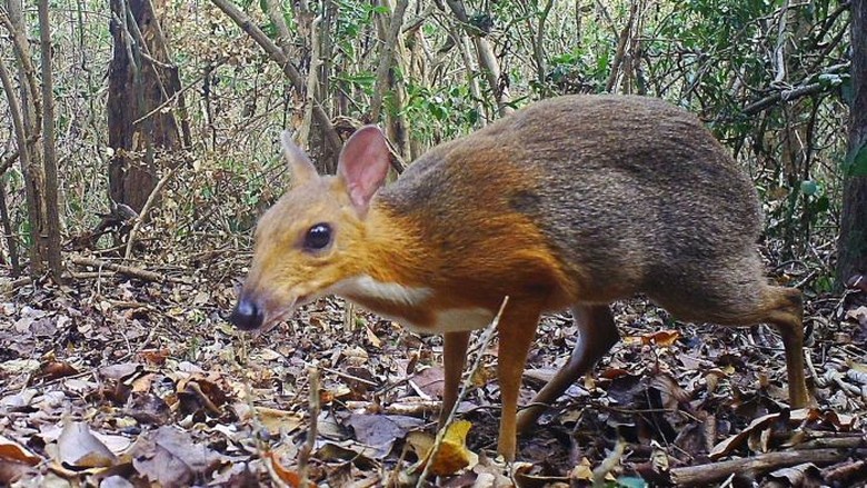 Tikus-Rusa yang Dianggap Punah Terlihat di Vietnam Tikus-Rusa yang Dianggap Punah Terlihat di Vietnam
