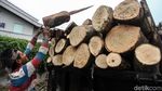 Pohon di Kemang ini Menunggu Giliran Ditebang
