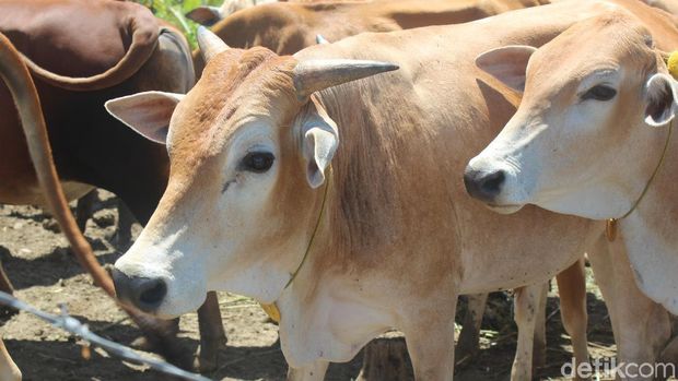 Sapi