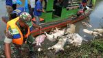 Ratusan Bangkai Babi yang Terjangkit Demam Afrika Dikubur Massal