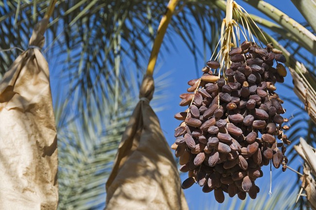 Masyaallah! 5 Pohon Kurma Ini Tumbuh Subur dan Berbuah di Indonesia Masyaallah! 5 Pohon Kurma Ini Tumbuh Subur dan Berbuah di Indonesia