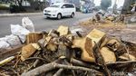 Pohon di Kemang ini Menunggu Giliran Ditebang