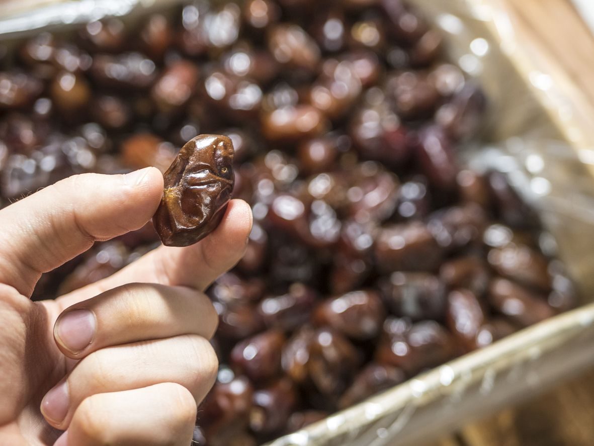 Medjool dates ready for harvest in southern California