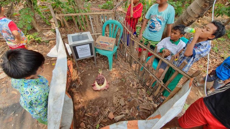 Tanaman Mirip Bunga Bangkai di Bekasi Jadi Tontonan, Warga Siapkan Kotak Amal Tanaman Mirip Bunga Bangkai di Bekasi Jadi Tontonan, Warga Siapkan Kotak Amal