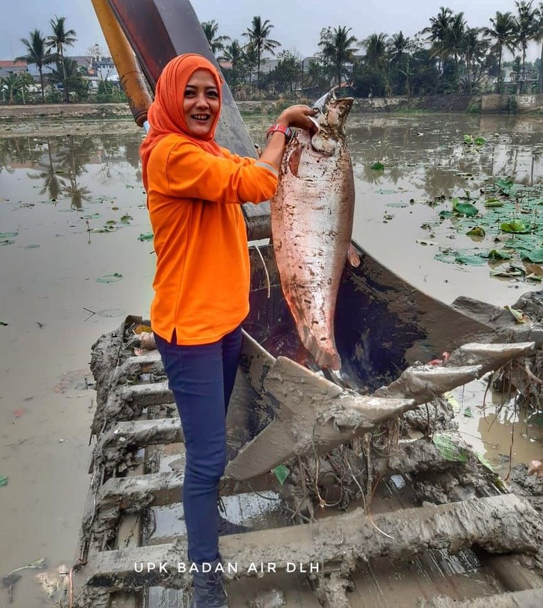 Bersihkan Teratai di Setu, Rani Tak Nyangka Dapat Ikan Belida Jumbo