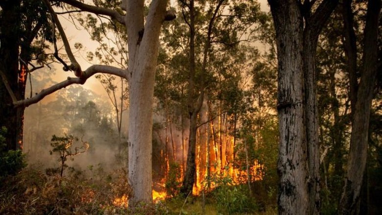 Kebakaran Hutan Besar Hanguskan 1 Juta Hektar Lahan di New South Wales Kebakaran Hutan Besar Hanguskan 1 Juta Hektar Lahan di New South Wales