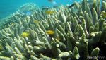 Foto: Surga Bawah Laut yang Tersembunyi di Sulawesi Barat