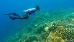 Foto: Surga Bawah Laut yang Tersembunyi di Sulawesi Barat