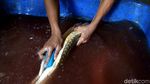 Produksi Ikan di Perbatasan Ini Tembus Pasar Singapura