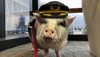 Babi ini bernama LiLou, dia seekor babi terapi. (Jane Ross/Reuters)