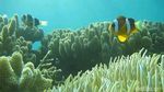 Foto: Surga Bawah Laut yang Tersembunyi di Sulawesi Barat