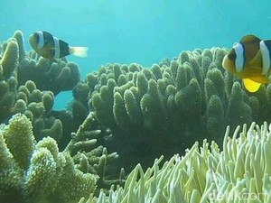 Surga Bawah Laut Gonda Mangrove Park di Polewali Mandar