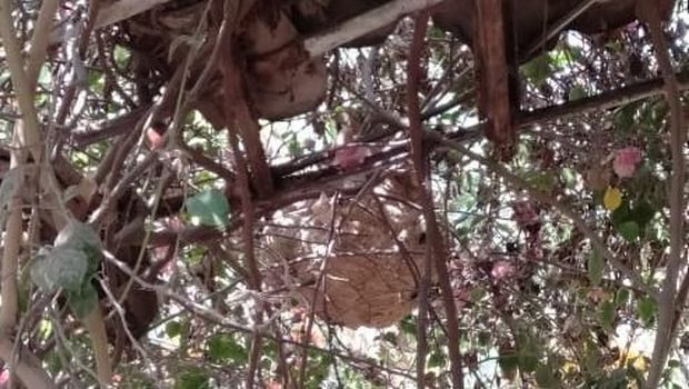 Bhabinkamtibmas Dikerahkan Tangani Teror Tawon Vespa di Klaten