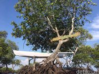 Surga Bawah Laut Sulawesi yang Belum Kamu Tahu