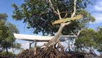 Foto: Surga Bawah Laut yang Tersembunyi di Sulawesi Barat