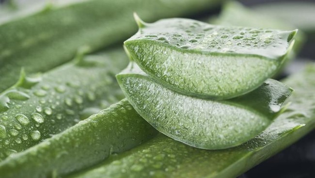Nyeri Sendi? Konsumsi 5 Herbal Ini Bisa Kurangi Rasa Nyeri
