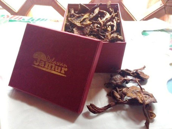 Kulat pelawan