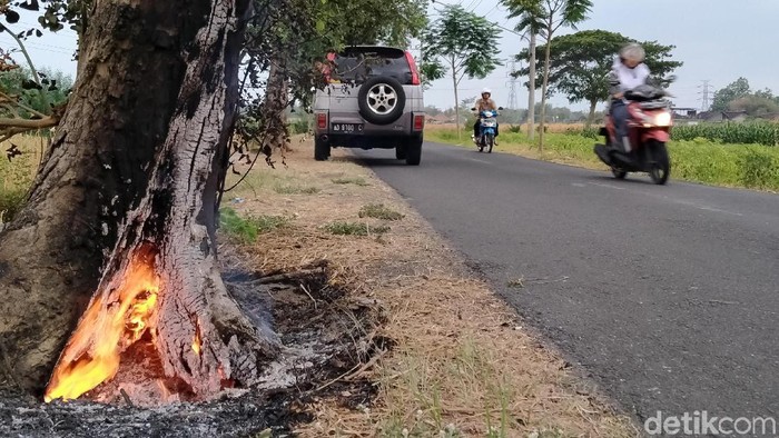 Pohon Peneduh Jalan di Klaten Dibakar Lagi