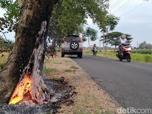 Pohon Peneduh Jalan di Klaten Dibakar Lagi