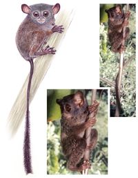 Tarsius niemitzi ditemukan di Kepulauan Togean
