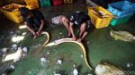 Produksi Ikan di Perbatasan Ini Tembus Pasar Singapura